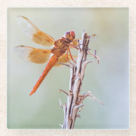 Flame Skimmer Dragonfly op Agave Glazen Onderzetter