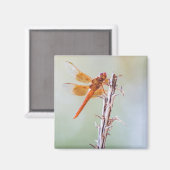 Flame Skimmer Dragonfly op Agave Magneet (Voorkant / Achterkant)