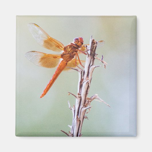Flame Skimmer Dragonfly op Agave Magneet (Voorkant)