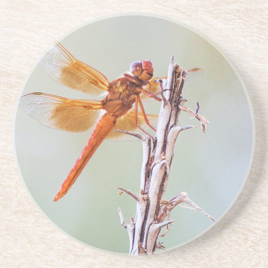 Flame Skimmer Dragonfly op Agave Zandsteen Onderzetter (Voorkant)