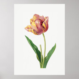 Flame Tulip  Poster Botanische illustratie