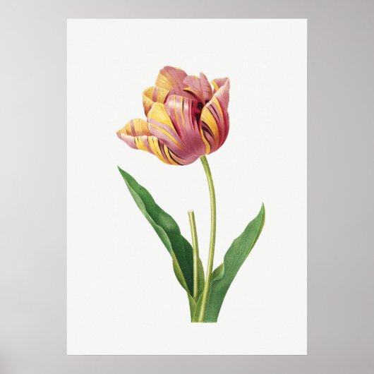 Flame Tulip  Poster Botanische illustratie (Voorkant)