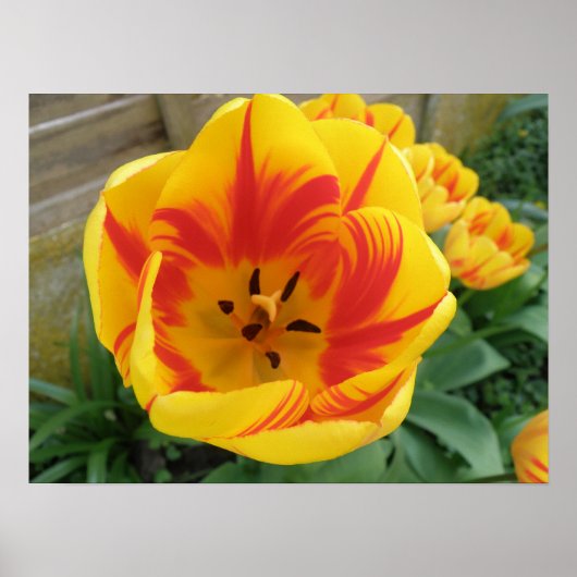 Flame Tulip Print (Voorkant)