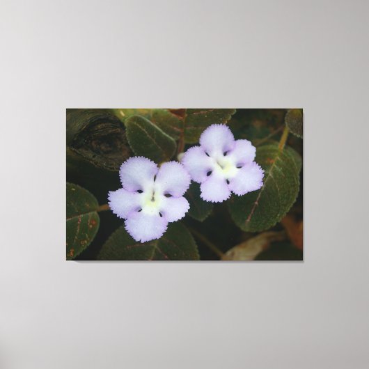 Flame Violet Tropical Wildflower Canvas Afdruk (Voorkant)