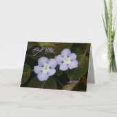 Flame Violet Tropical Wildflower wordt snel beter Kaart (Voorkant)