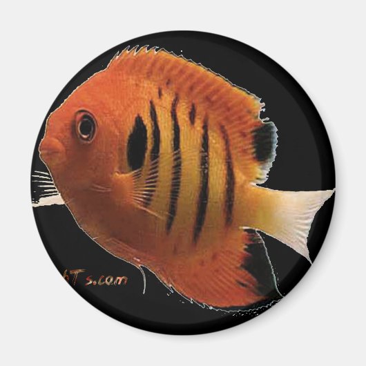 FlameAngel Magneet (Voorkant)