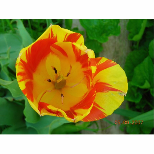 FLAMED TULIP (FOTOSCULPTUUR) FOTOBEELDJE MAGNEET (Voorkant)