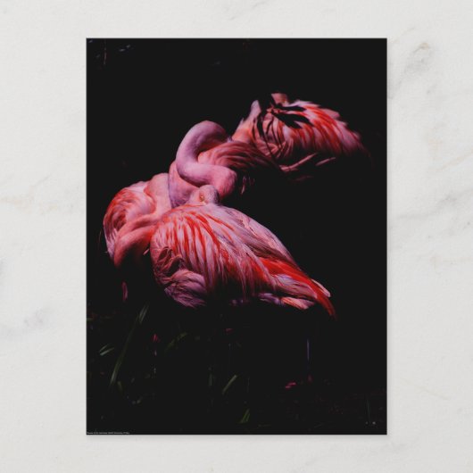 Flames in de duisternis briefkaart (Voorkant)