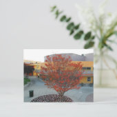 FlameTree Yerba Buena Briefkaart (Staand voorkant)