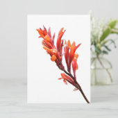 Flaming Canna Aankondiging (Staand voorkant)