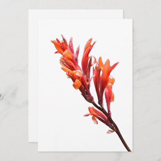 Flaming Canna Aankondiging (Voorkant / Achterkant)