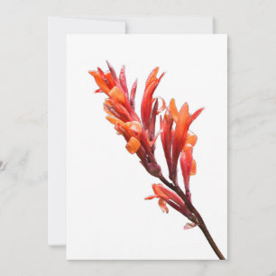 Flaming Canna Aankondiging
