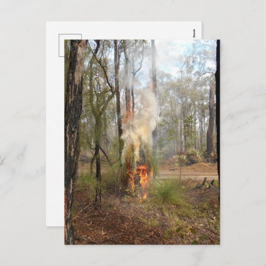 Flaming Grasstree Vakantie Kaart (Voorkant / Achterkant)