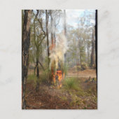 Flaming Grasstree Vakantie Kaart (Voorkant)