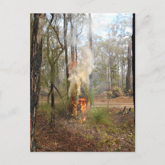 Flaming Grasstree Vakantie Kaart (Voorkant)