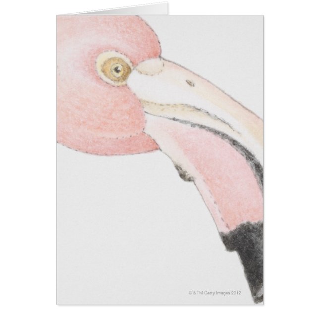 Flamingo (Voorkant)