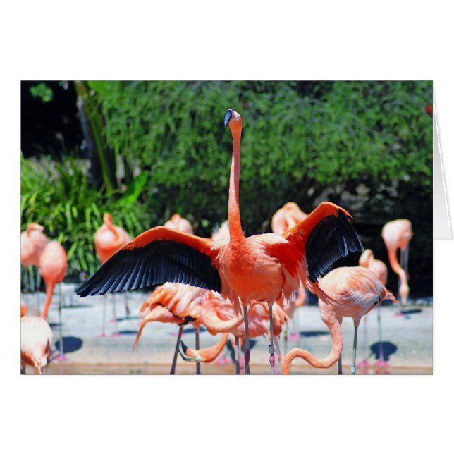 Flamingo (Voorkant Horizontaal)