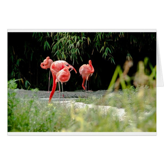 flamingo (Voorkant Horizontaal)