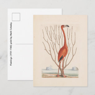 Flamingo (1731-1743) print door Mark Catesby Briefkaart