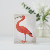 Flamingo - 17th C. Fine Art Briefkaart (Staand voorkant)