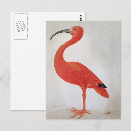 Flamingo - 17th C. Fine Art Briefkaart (Voorkant / Achterkant)