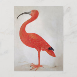 Flamingo - 17th C. Fine Art Briefkaart