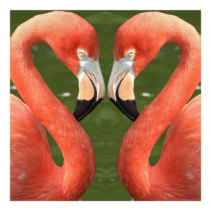 Flamingo_20170701_by_JAMFoto Foto Afdruk