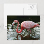 Flamingo 2 briefkaart (Voorkant / Achterkant)