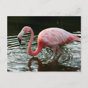Flamingo 2 briefkaart