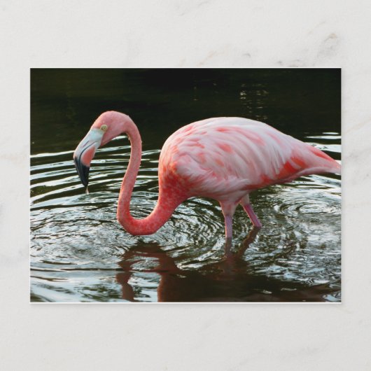 Flamingo 2 briefkaart (Voorkant)
