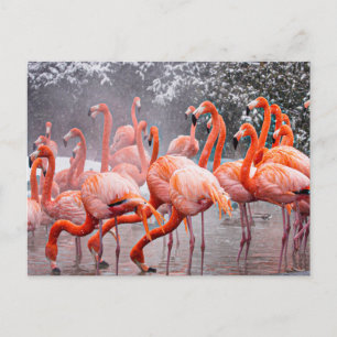 Flamingo ansichtkaart briefkaart