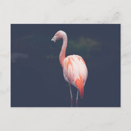 Flamingo at Dusk Briefkaart (Voorkant)