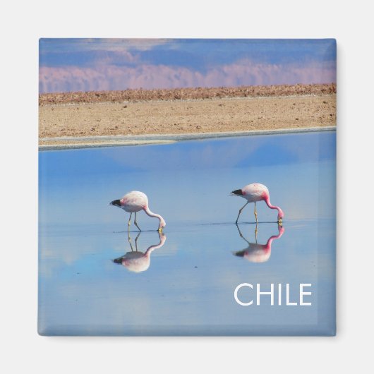 Flamingo, Atacama Desert, Chili Magnet (Voorkant)