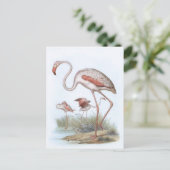 Flamingo  Bird Illustration Briefkaart (Staand voorkant)