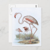 Flamingo  Bird Illustration Briefkaart (Voorkant / Achterkant)