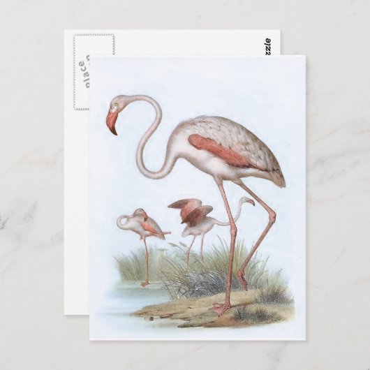 Flamingo  Bird Illustration Briefkaart (Voorkant / Achterkant)