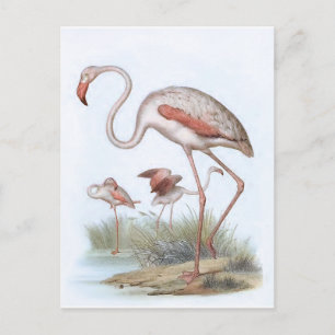 Flamingo  Bird Illustration Briefkaart