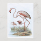 Flamingo Bird Illustration Briefkaart (Voorkant)