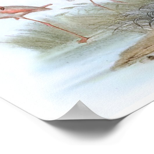 Flamingo  Bird Illustration Poster (Hoek)