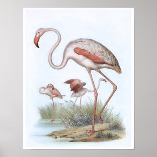 Flamingo Bird Illustration Poster