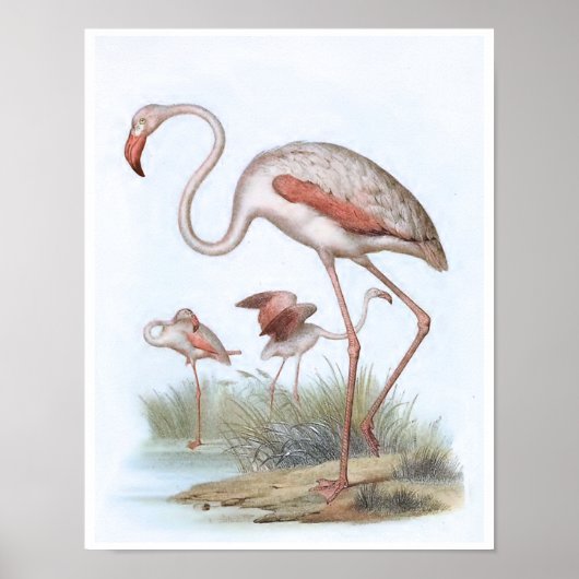 Flamingo Bird Illustration Poster (Voorkant)