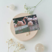 Flamingo Birds Briefkaart