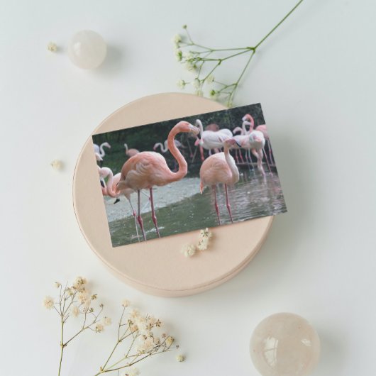 Flamingo Birds Briefkaart