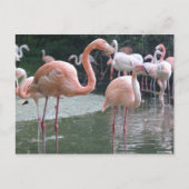 Flamingo Birds Briefkaart (Voorkant)