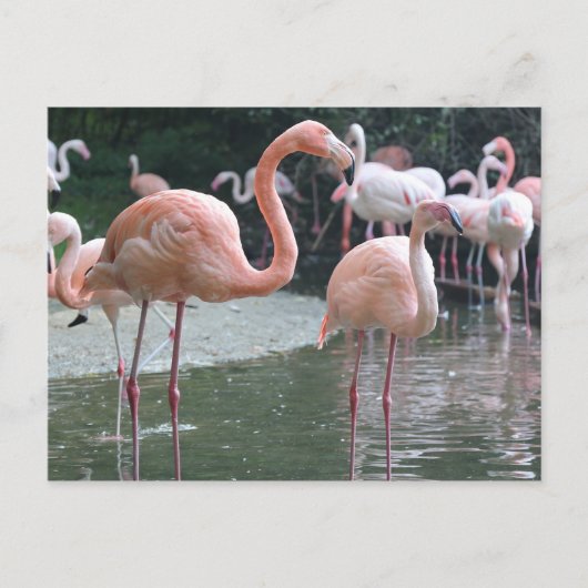 Flamingo Birds Briefkaart (Voorkant)
