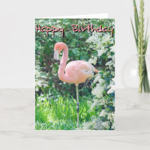 Flamingo Birthday-kaart Kaart