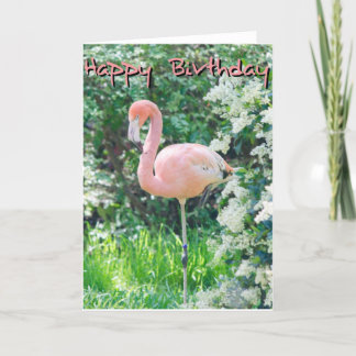 Flamingo Birthday-kaart Kaart