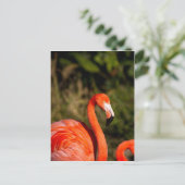 Flamingo Briefkaart (Staand voorkant)