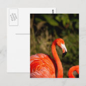 Flamingo Briefkaart (Voorkant / Achterkant)