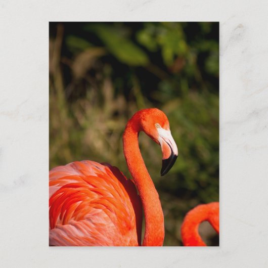 Flamingo Briefkaart (Voorkant)